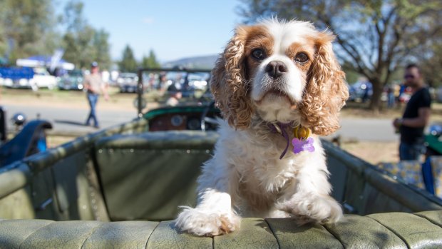 Aristocrat:  King Charles Cavalier spaniel Charlie takes the back seat of Ross Merdal's 1924 Sunbeam at the ACT Council of Motor Clubs Wheels event.