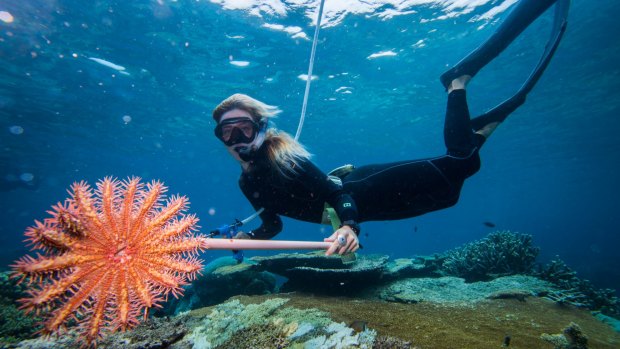 Marine scientist Taylor Simpkins holds up a crown of thorns starfish near the North Opal Reef off the coast of Port Douglas. 