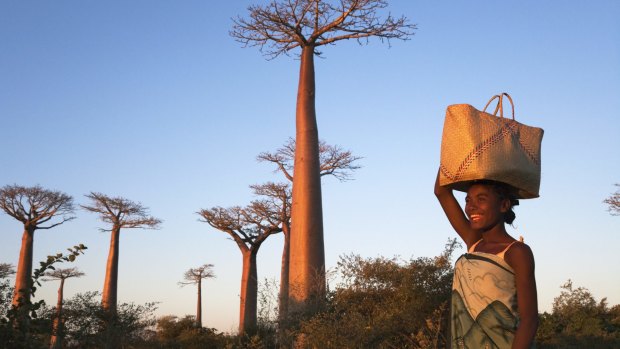A local woman with a baobab tree in Madagascar.