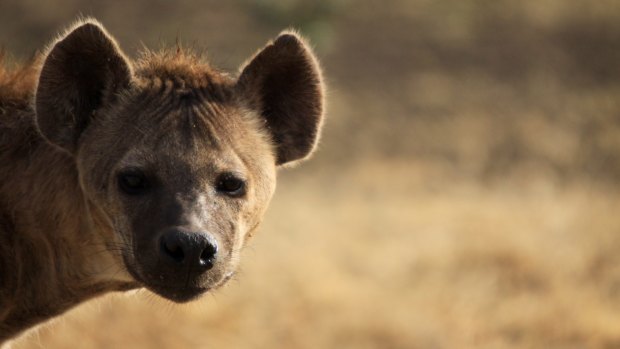 Hyenas rarely do the initial damage but once they swoop in, they can quickly become the problem.