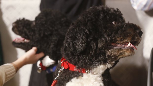 Bo, right, and Sunny, the Obama family dogs, in 2013.