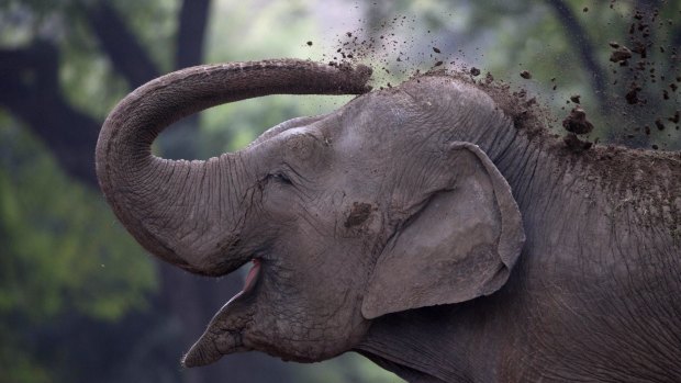 An elephant named Pupi throws dirt on her body at the former Buenos Aires Zoo.