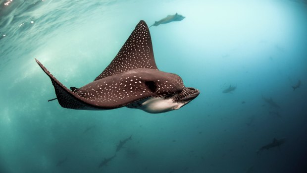 Spotted eagle ray.