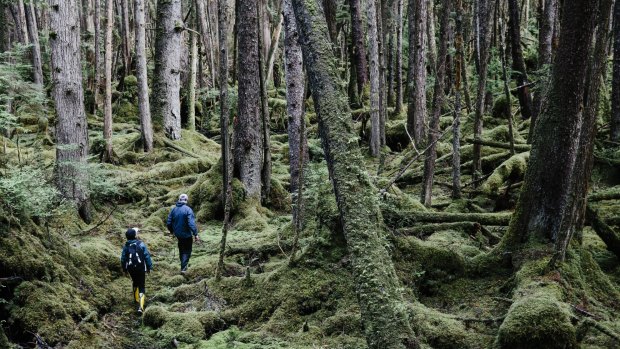 Exploring the forest near ancient Haida village site Kiusta, just south of Langara Island.