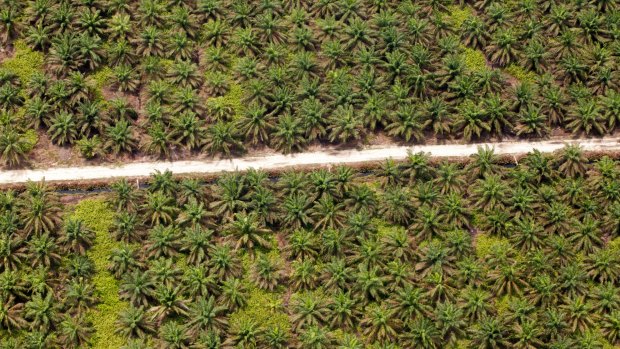 An aerial view of a road crossing through palm plantations, inside APRIL's concession in Riau province.