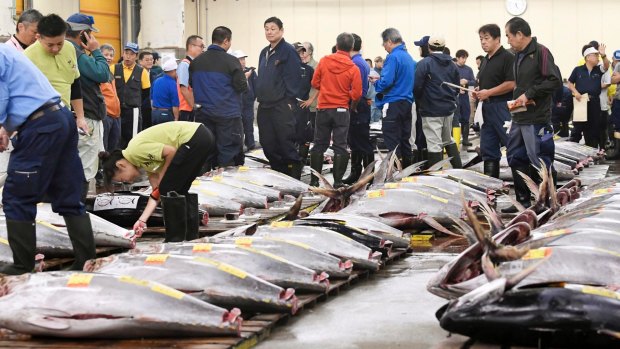 Prospective buyers inspect the quality of a fresh tuna before the final auction at Tsukiji fish market.