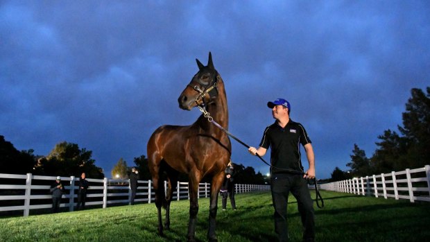 The debut of Winx at Flemington is expected to deliver a crown of 30,000 at a day normally reserved for punting purists.