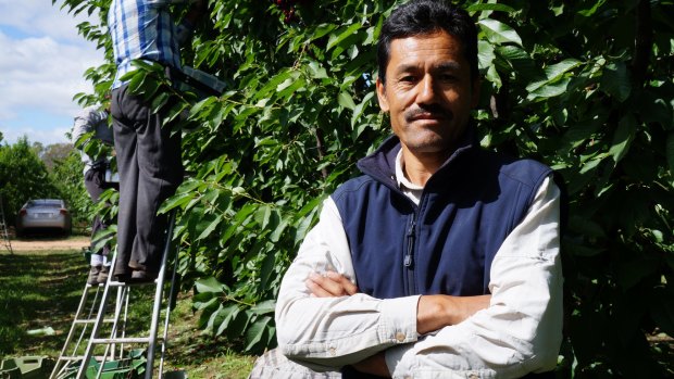 Nabi Baqiri in the Shepparton orchard where he employs scores of refugees and backpackers.