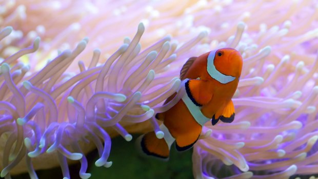 Nemo found. A clown fish on the reef.