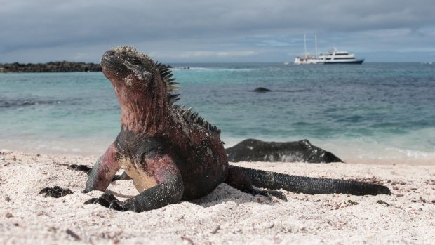 A marine iguana in the Galapagos Islands. 