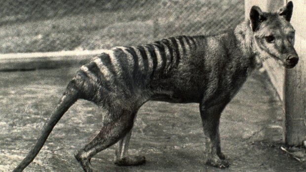 The last Tasmanian tiger in captivity, which died in 1936 aged about 12.
