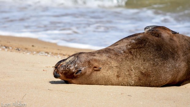 Arcto the seal having a nap at Dromana beach.