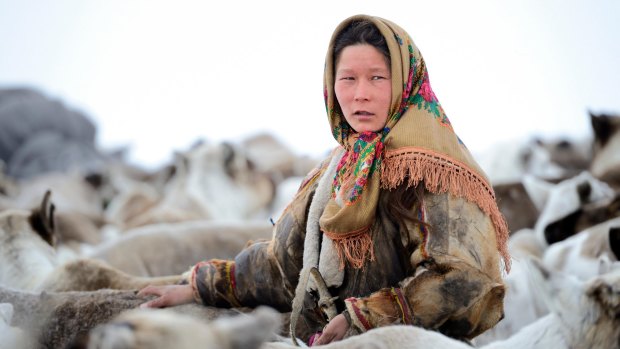 Ekaterina Yaptik, a Nenets herder woman, selecting draught reindeer from a corral.