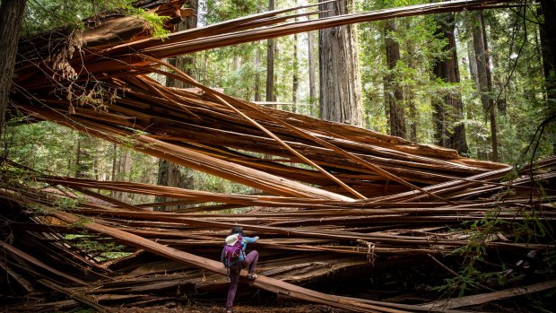 A visitor climbs over a fallen redwood in California's Humboldt Redwoods State Park.