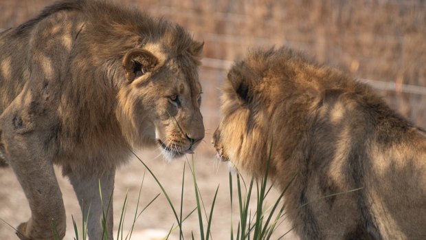 Two Sydney Zoo lions - Bakari and Sheru.