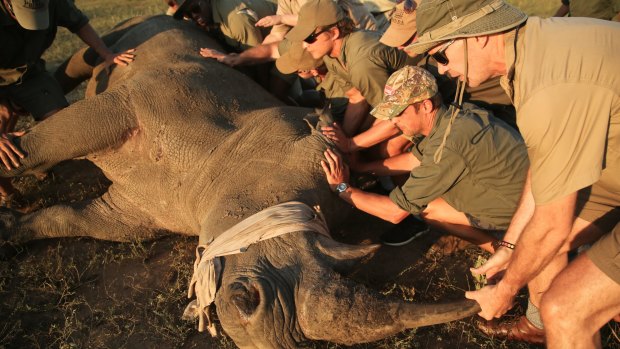 A rhino being dehorned; such drastic steps are taken to ensure the beasts are not slaughtered by poachers.