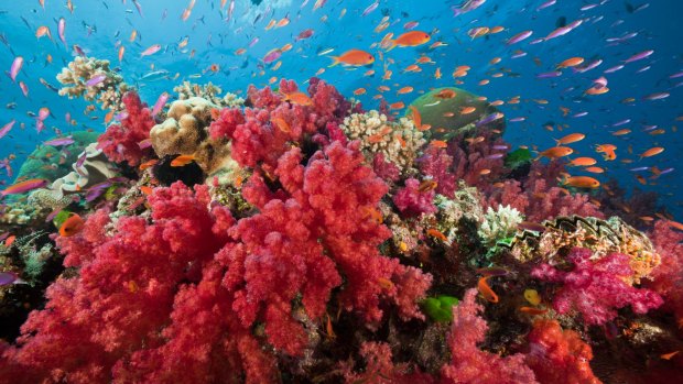 Corral reefs are a Fijian highlight.