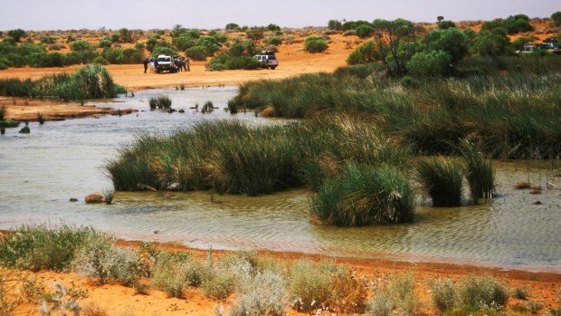 Purnie Bore, the last surface water before entering the dunes of the Simpson Desert from the west, South Australia.