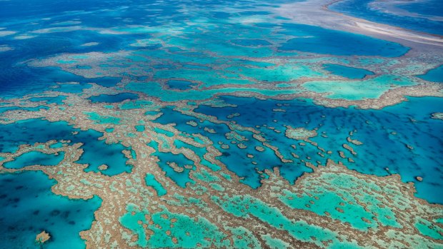 The Great Barrier Reef is in the middle of a mass bleaching event.