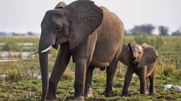 Elephants in Zambezi National Park.