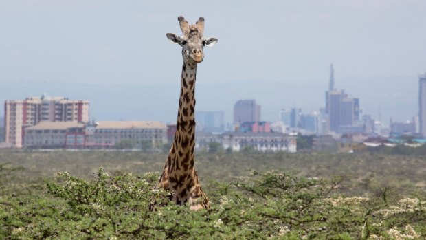 Standing tall: A giraffe with city skyscrapers in the background at Nairobi National Park, Kenya.