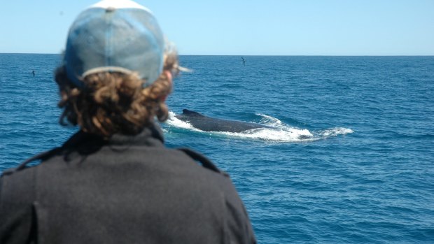 Spotting whales is easy at Ningaloo Reef. Swimming with them is a bit more tricky but a lot more fun. 