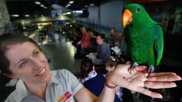 Off to class: Rebecca Baldwin and an eclectus parrot.