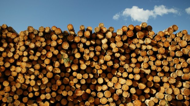 VicForests has been left without a market for hundreds of thousands of tonnes of residual timber.
