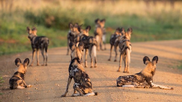 African wild dogs (Lycaon pictus), Madikwe Game Reserve, South Africa.