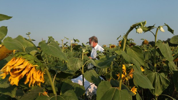 Sydney Morning Herald chief correspondent Paul McGeough picks sunflowers for the families and friends of victims who died in the downing of flight MH17.