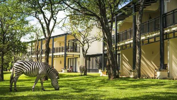Wild zebras, impalas and giraffes roam freely around the manicured lawns of the Royal Livingstone Hotel.