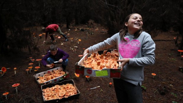 Darcy Hollingworth gathers some edible saffron milk cap mushrooms in the Blue Mountains.