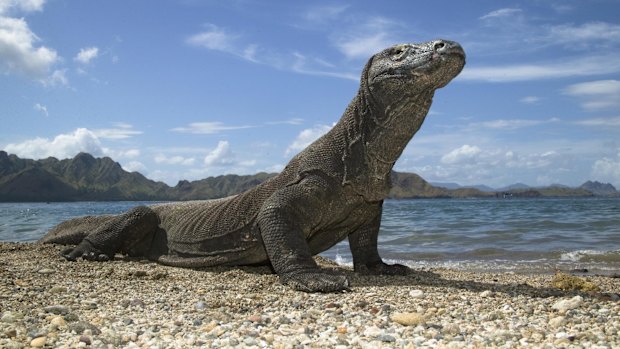 A Komodo dragon. 