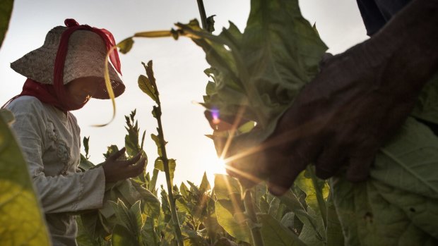 Exposed: A gloveless child picks tobacco near Sampang in Indonesia. Tobacco companies have suggested workers wear gloves when harvesting. 