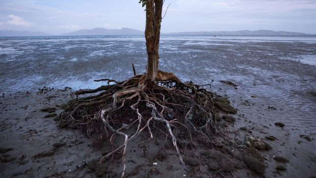 Rising sea levels erode roots and eventually kill trees