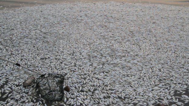Dead fish float along the shore of Haihe River Dam on Thursday.