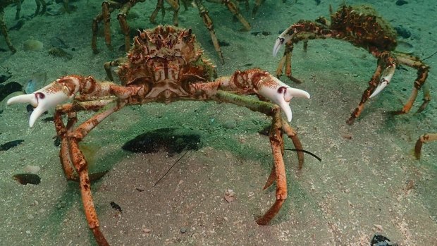 Thousands of spider crabs have invaded Port Phillip Bay for their annual moulting process.