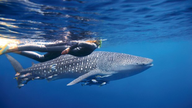 Swimming with whale sharks at Ningaloo is easier to achieve than with humpbacks.