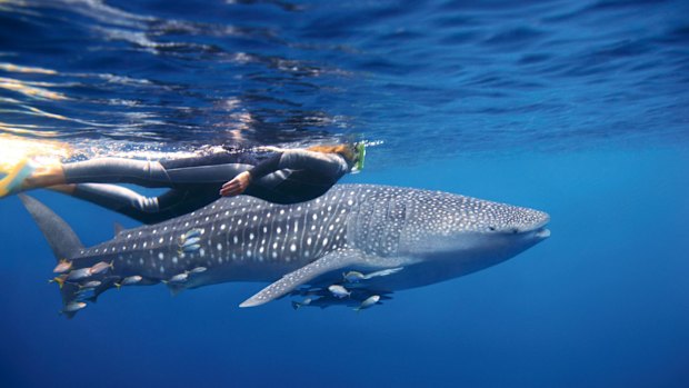 Swimming with whale sharks at Ningaloo is easier to achieve than with humpbacks.