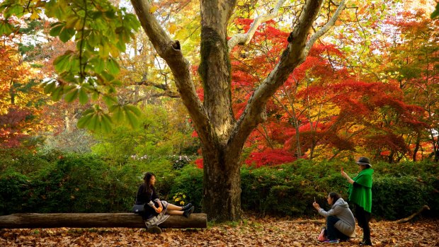 Trees provide a fireworks-like explosion of red, yellow and orange when autumn comes to Mount Wilson in the Blue Mountains. 