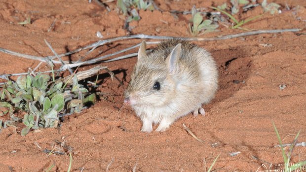 Western barred bandicoots will also be introduced into large fenced areas in NSW.