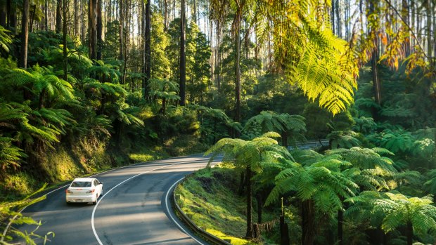 Driving along the Black Spur.