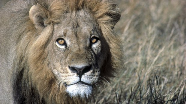 Close encounters with lions are all part of a day's work for an African game park guide.