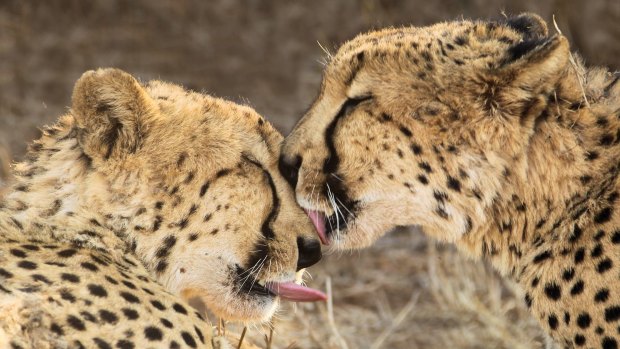 Thanda game drive, Africa. 