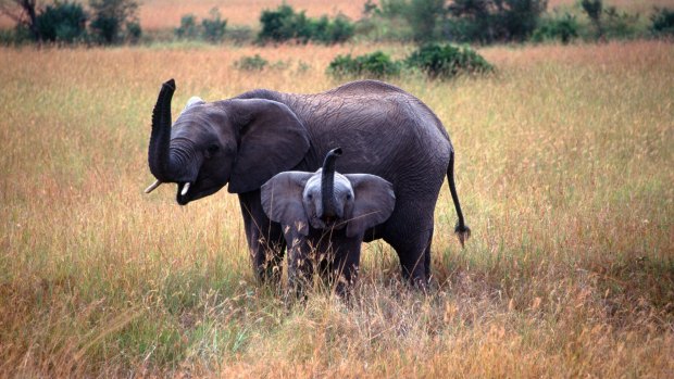 Come face to face with an elephant in Zimbabwe.