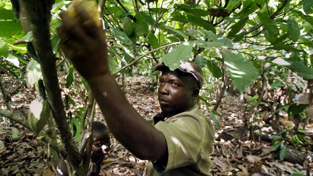A farmer picks cocoa pods from the trees he cultivates on his land in western Ivory Coast.
