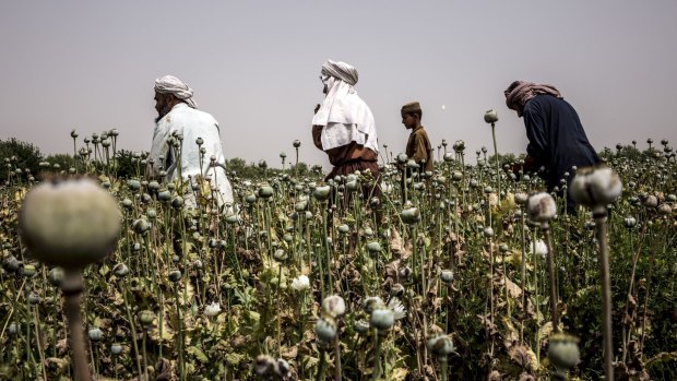 Afghan farmers harvest poppies in the Nad Ali district of Helmand province last year. 