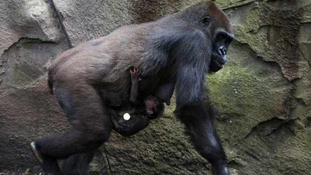 A baby western lowland gorilla clings to its mother, Frala, at Taronga Zoo