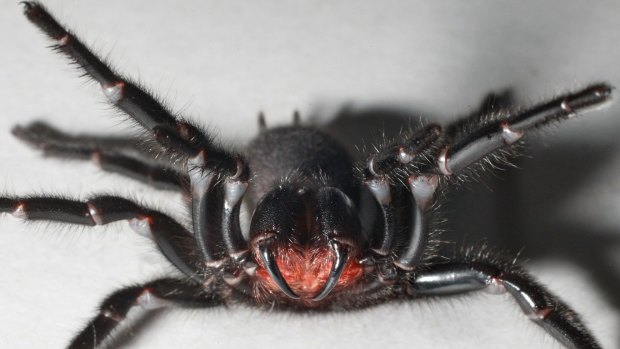A Sydney Funnel Web spider is milked for its venom at the Australian Reptile Park.