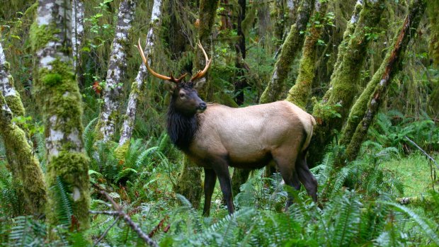 A Roosevelt elk in the mossy trees.